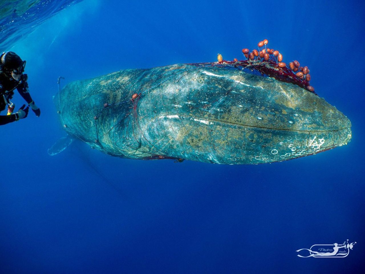 subacquei balena rete