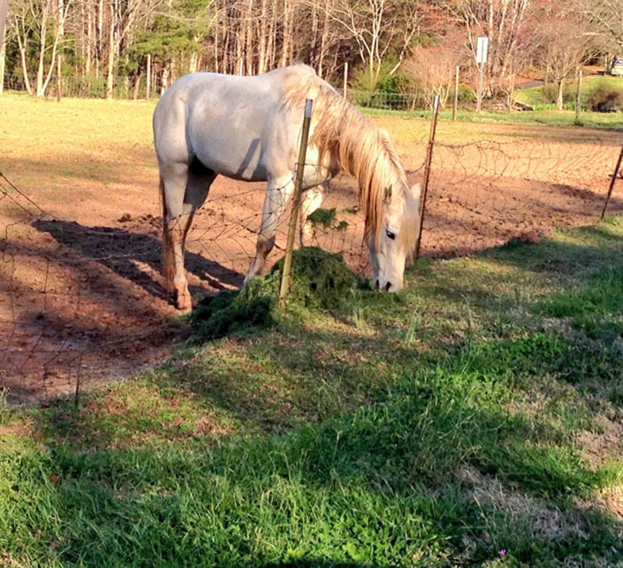 tango il cavallo mangia erba