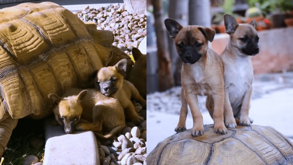 tartaruga con cuccioli di cane