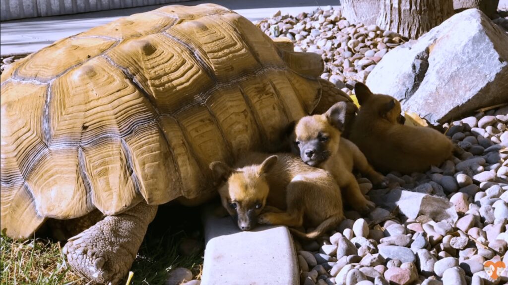 tartaruga con cuccioli di cane