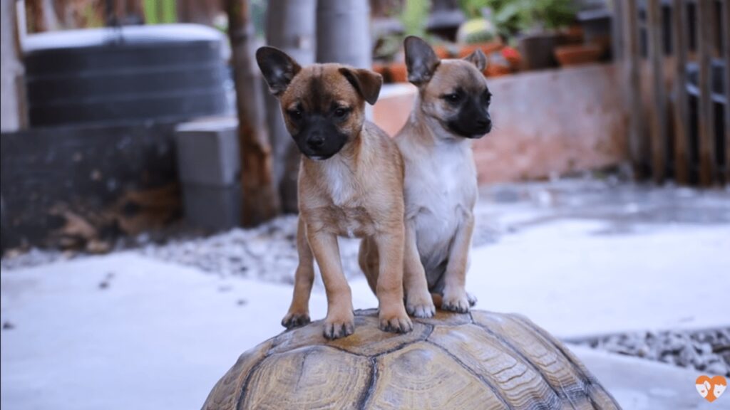 tartaruga con cuccioli di cane
