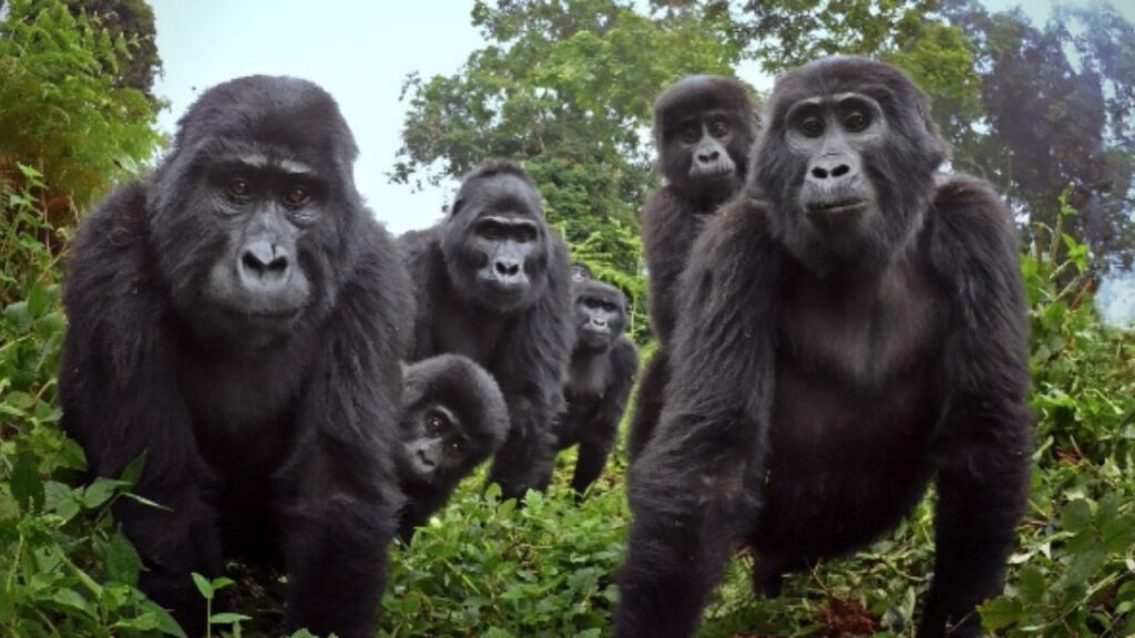 telecamera nascosta riprende i gorilla