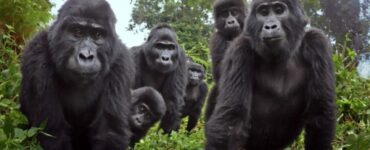 telecamera nascosta riprende i gorilla