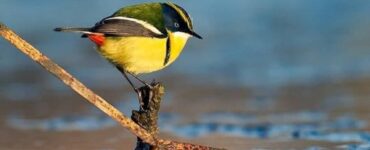 tiranno dei giunchi multicolore, un uccellino meraviglioso