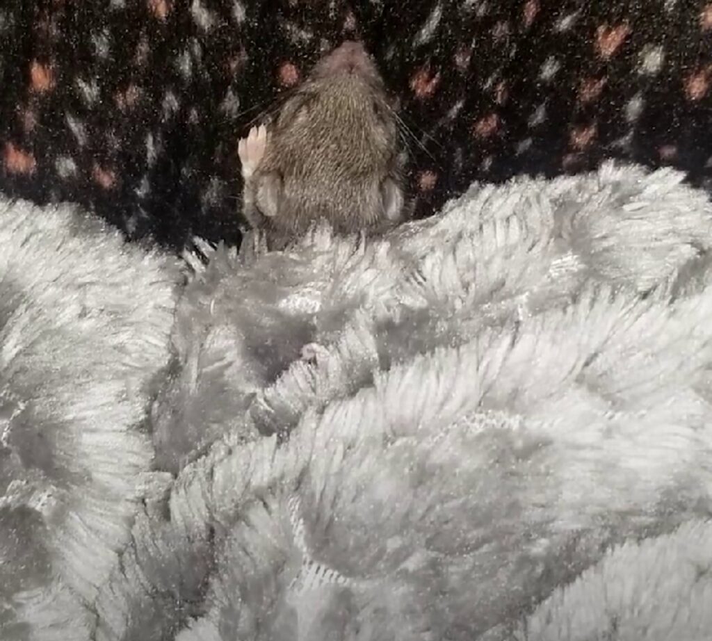 topo trovato tra le coperte del divano
