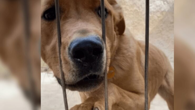 cane che piange di tristezza