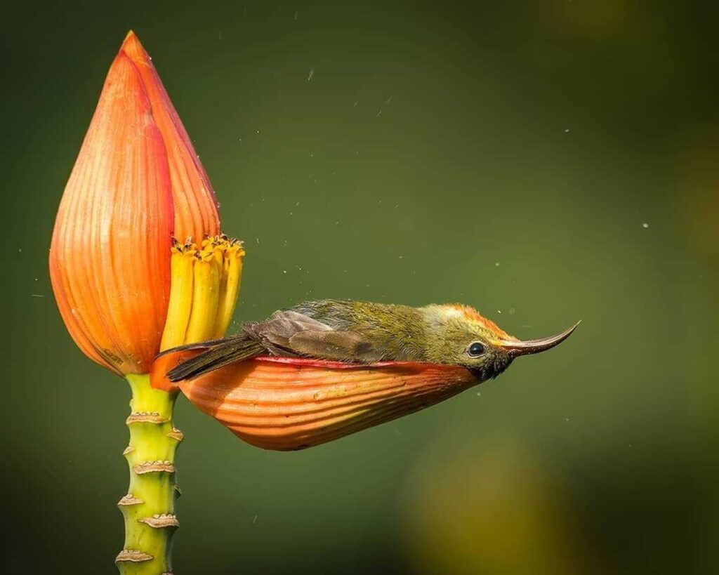 uccellino petalo di fiore