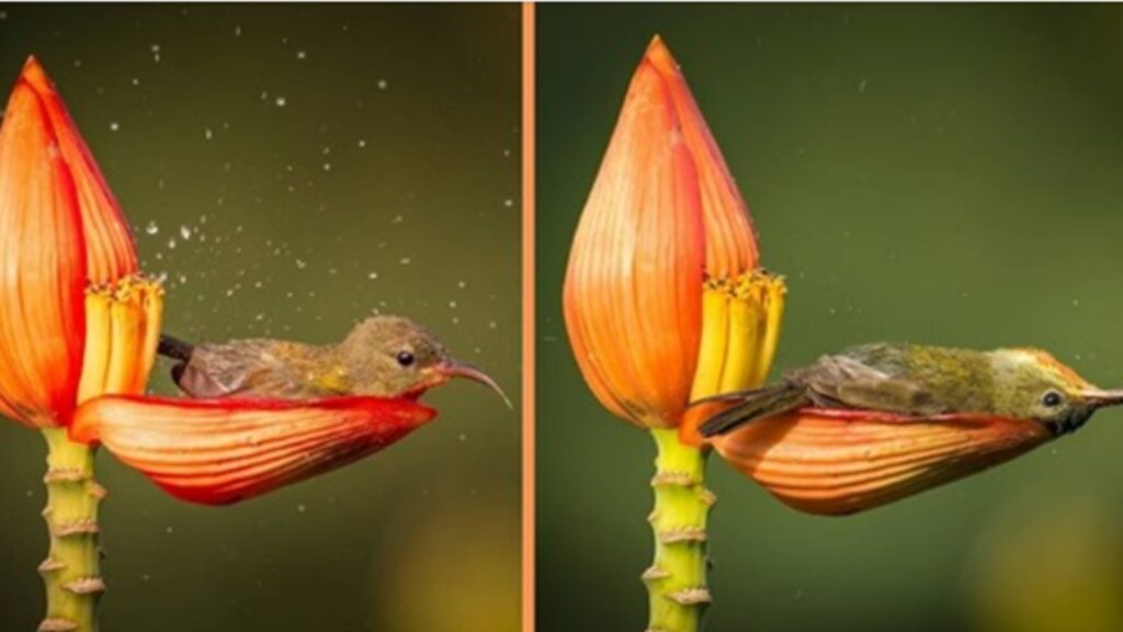 Uccellino colorato fa il bagno in un petalo di fiore