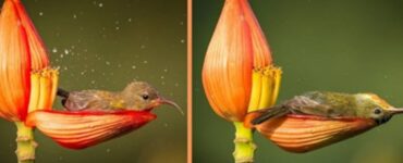 Uccellino colorato fa il bagno in un petalo di fiore