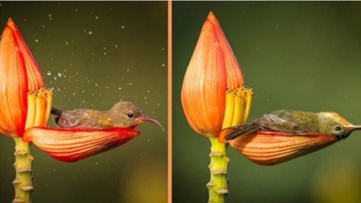 Uccellino colorato fa il bagno in un petalo di fiore