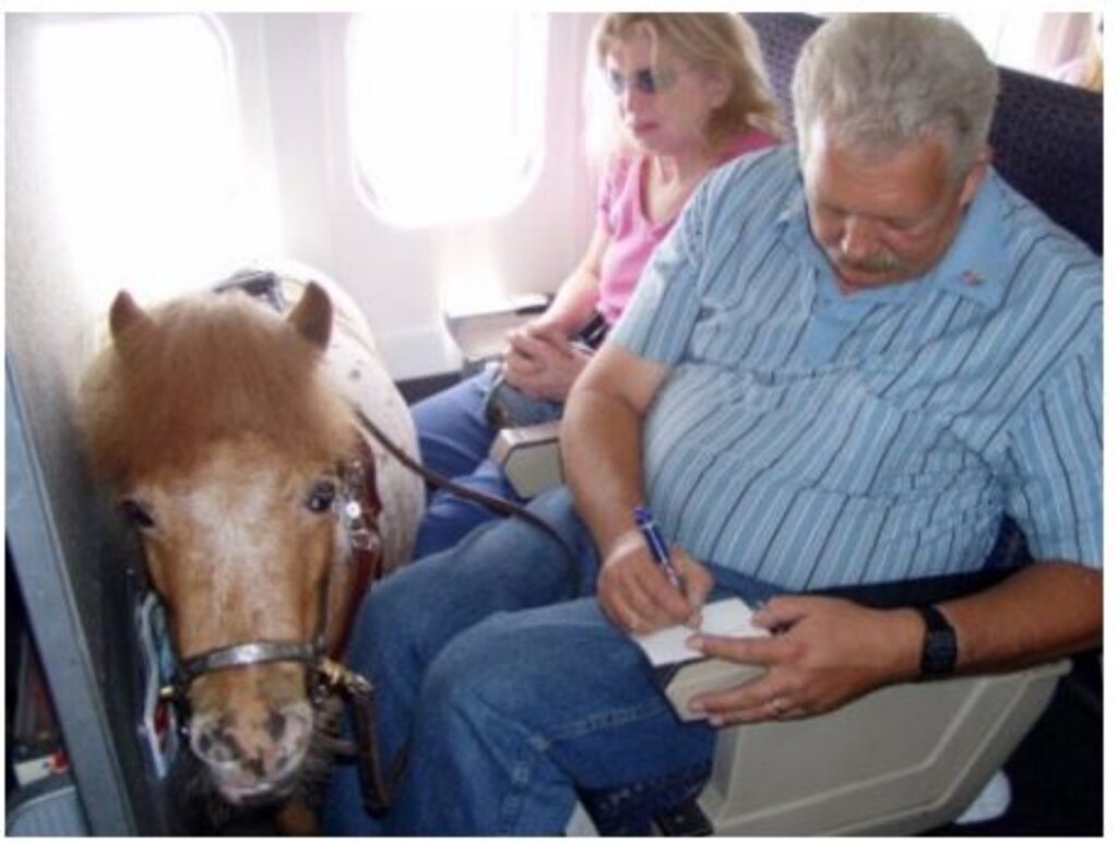 Uomo e cavallo giocano insieme