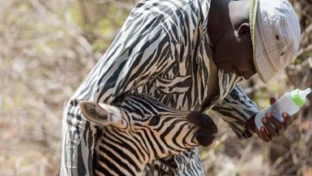 zebra orfano guardiani vestiti a strisce bianche e nere