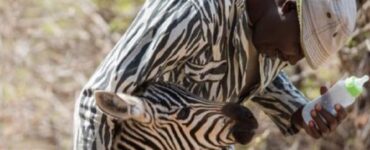 zebra orfano guardiani vestiti a strisce bianche e nere