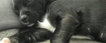 piccola e la veterinaria