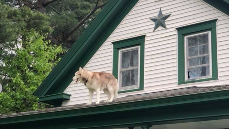 vigile del fuoco salva un cane