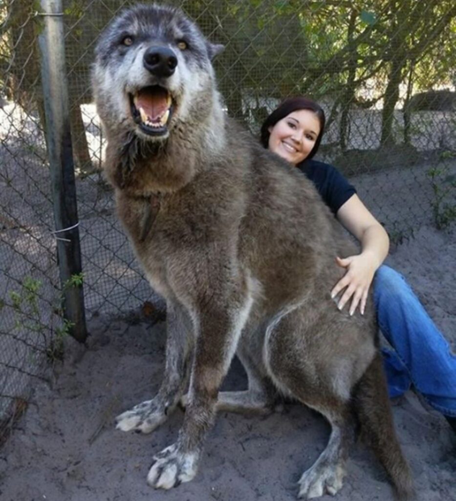 peloso gigante