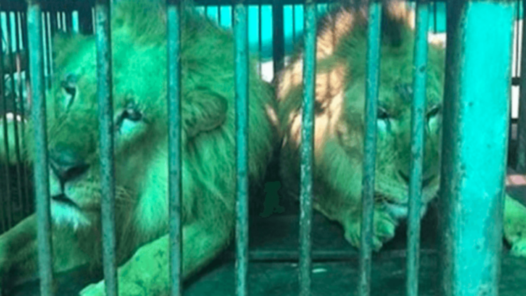 33 leoni salvati da una vita di abusi