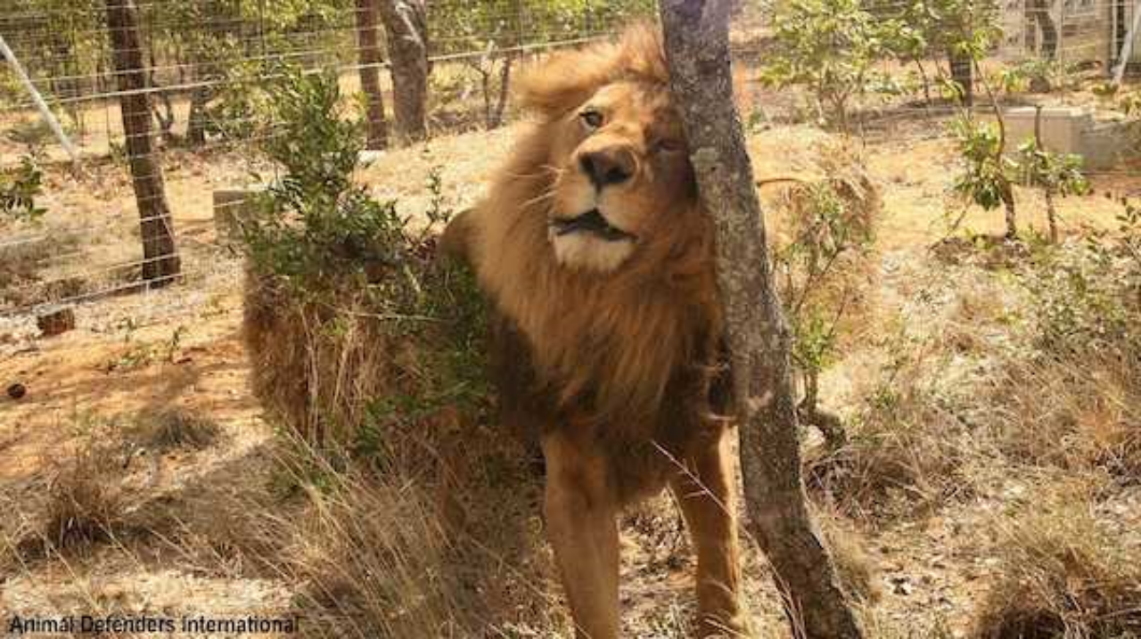 33 leoni salvati da una vita di abusi