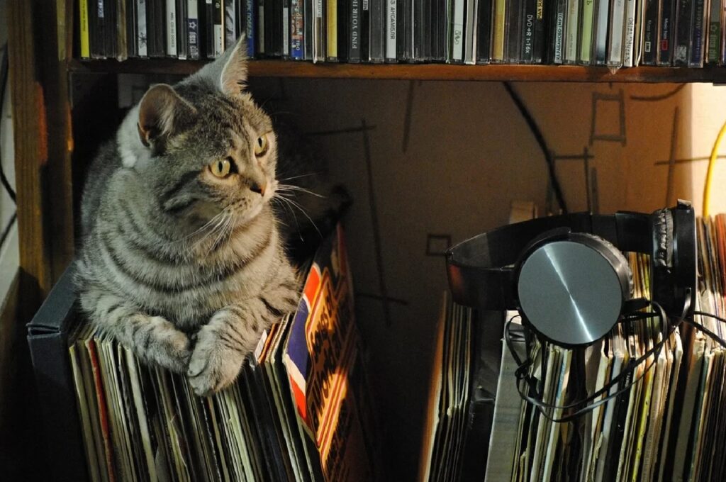 gatto sui dischi