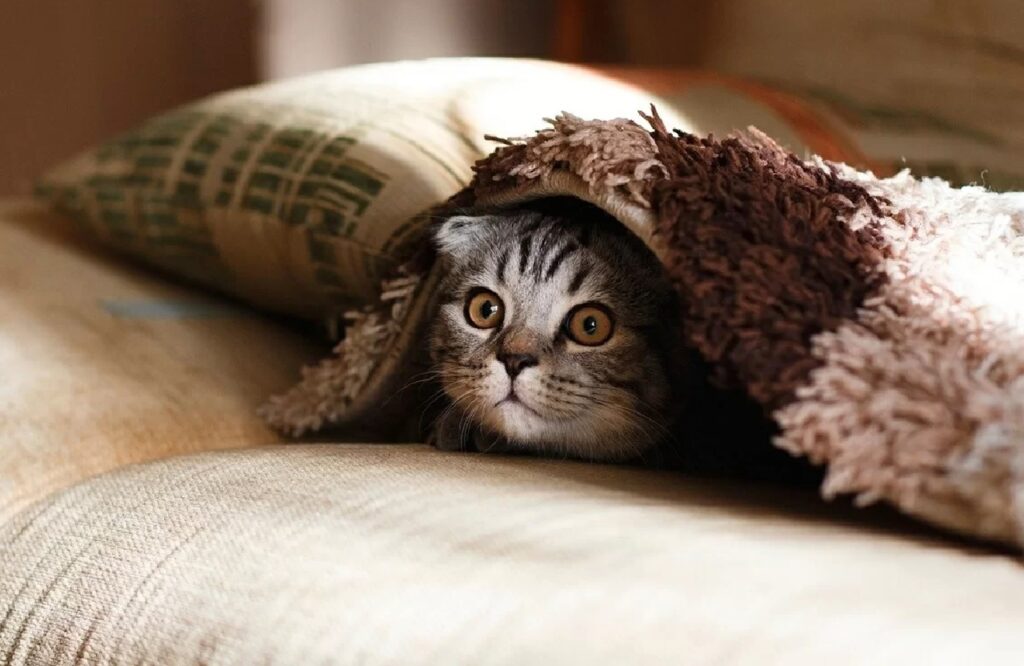 gatto nascosto coperte