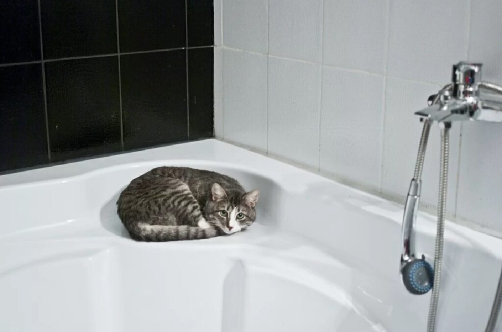 gatto angolo della vasca