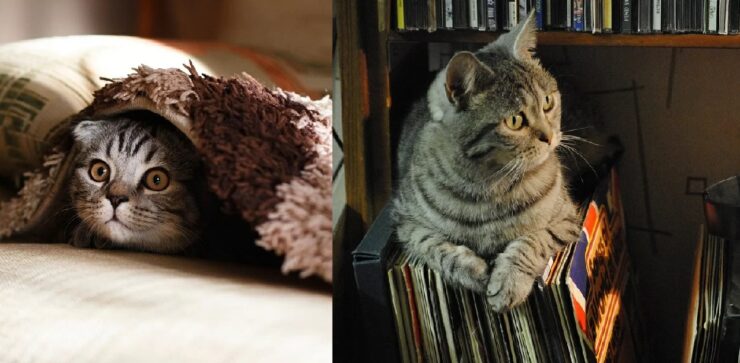 gatto non riesce a farsi piacere alcune cose