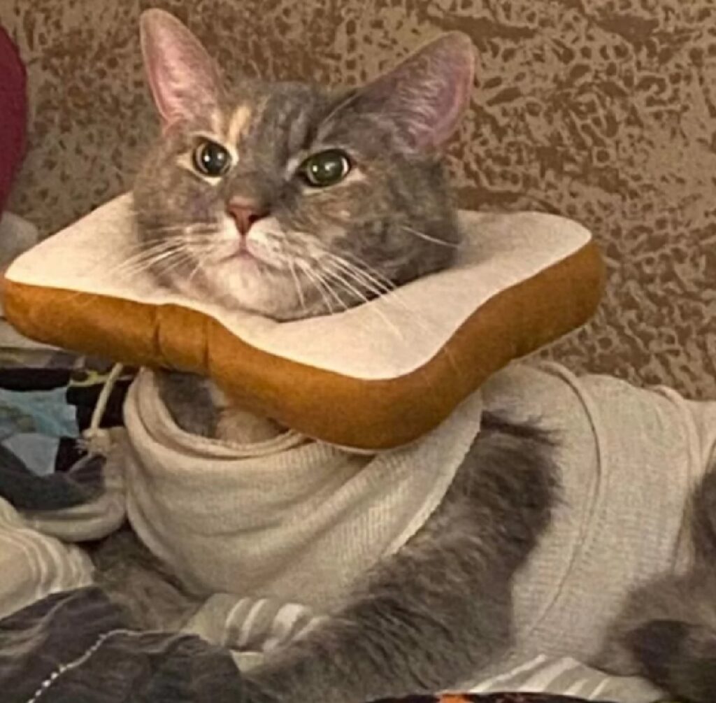 gatti collare elisabettiano forma di toast