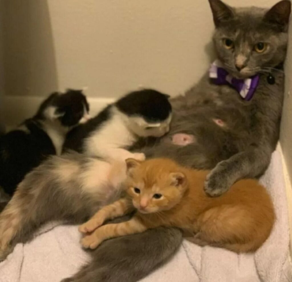 mamma stanca di allattare gatti