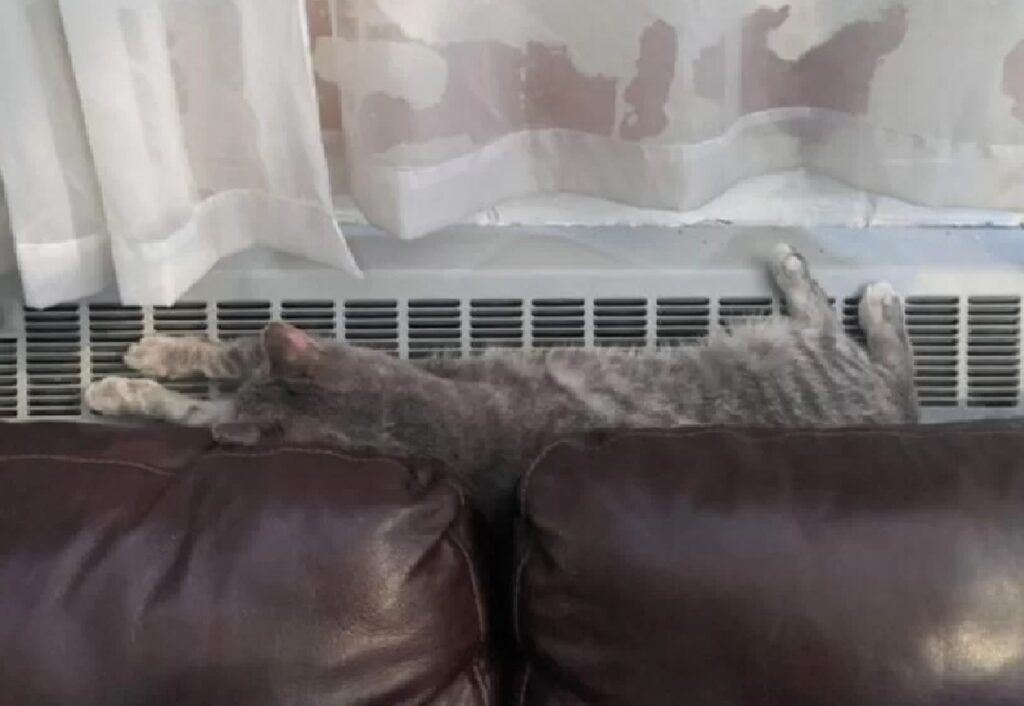 gatto vuole calore per se