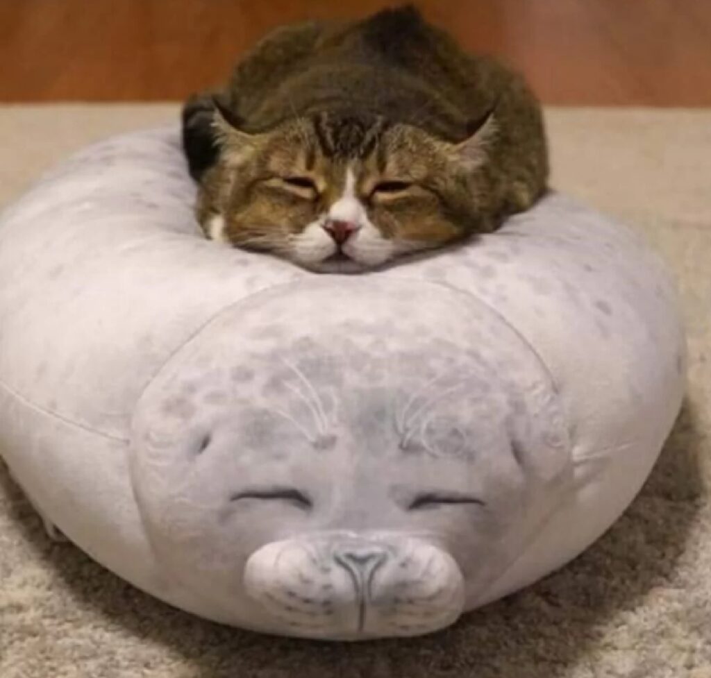 gatto cuscinetto foca