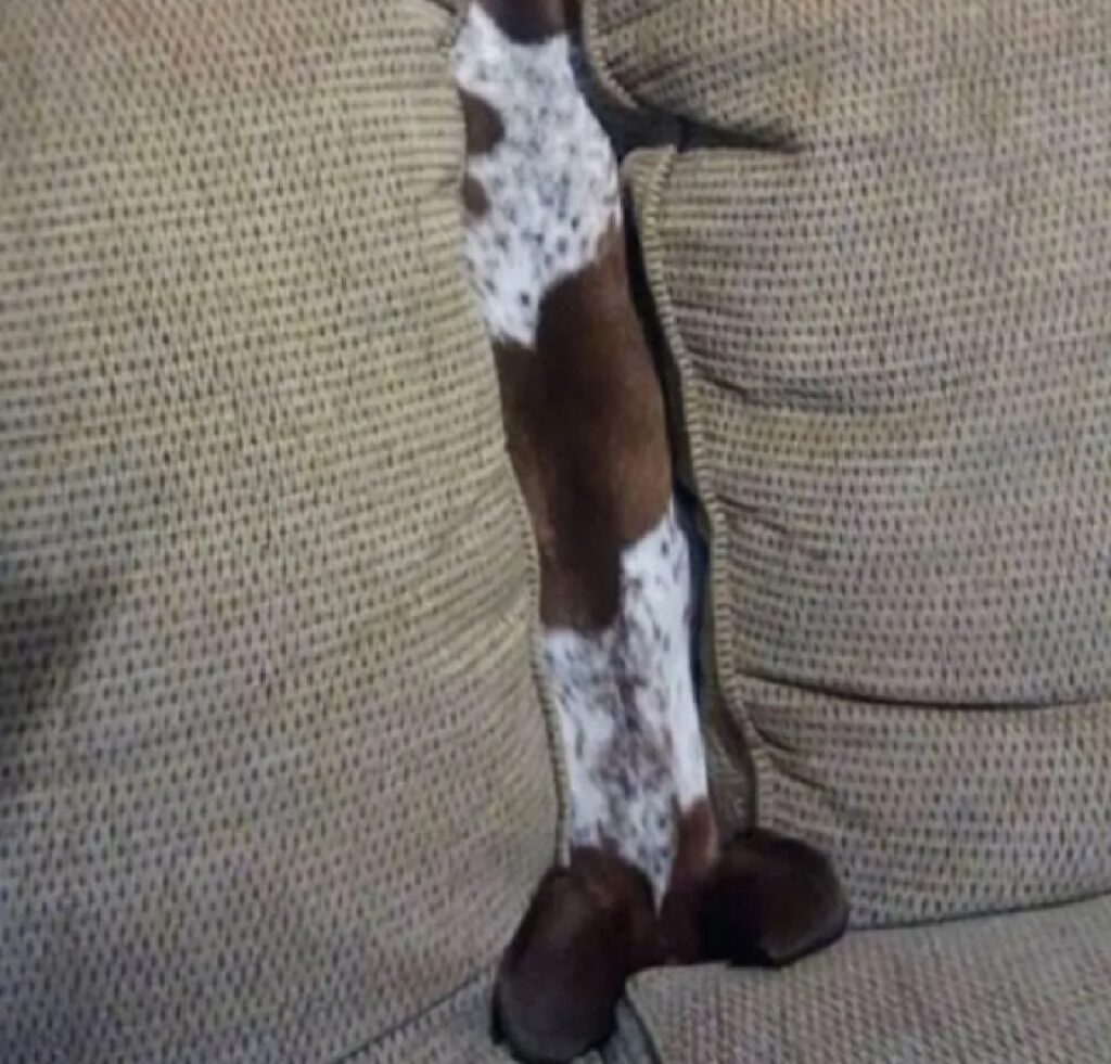 cane tra due cuscini