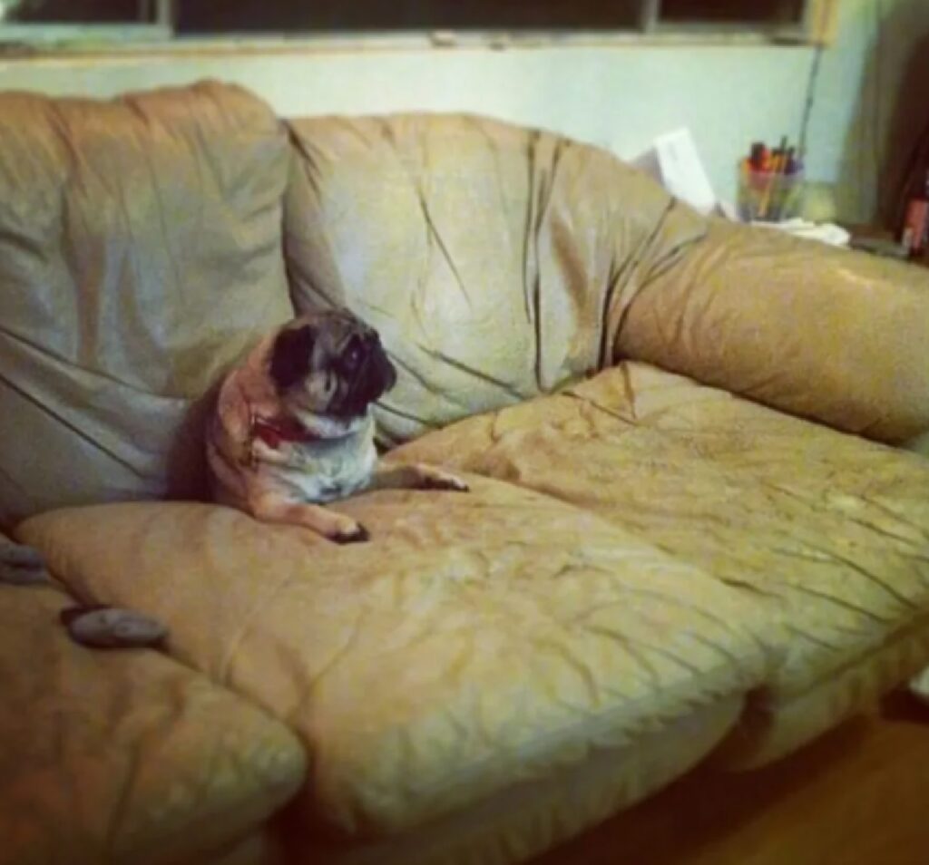 cane finito sotto il cuscino del divano