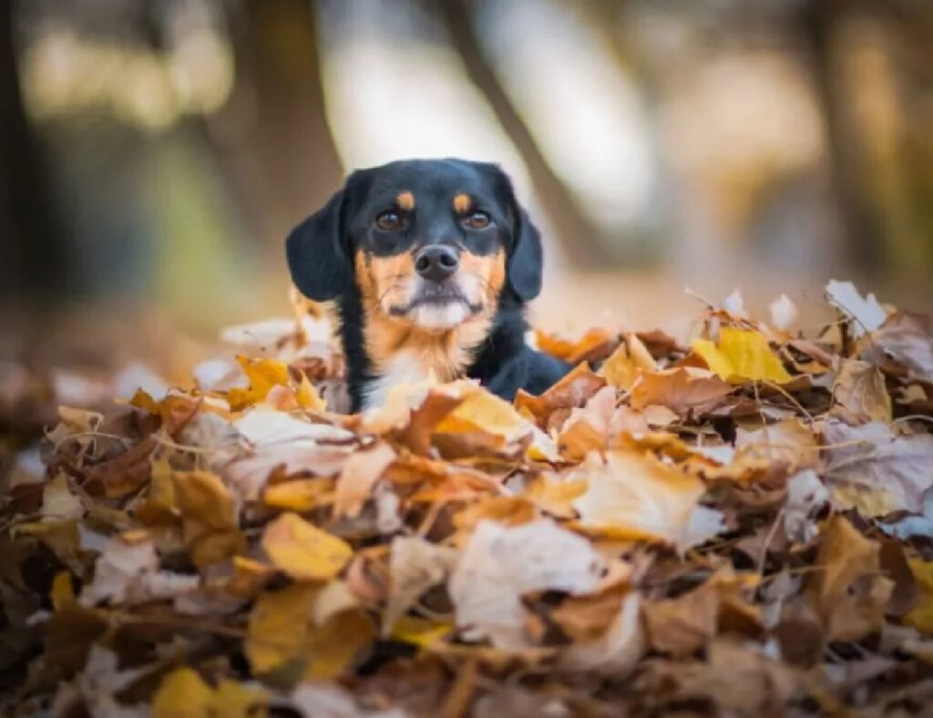 cane tra le foglie cadute