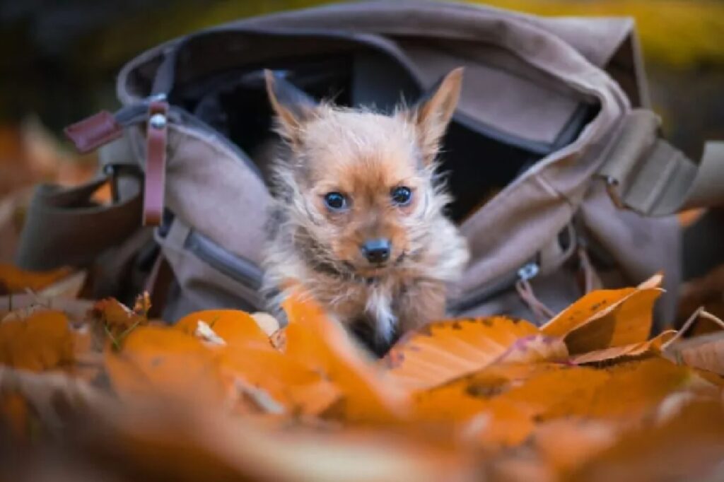 cane dentro borsa
