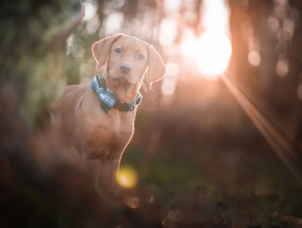 cane sole alle spalle