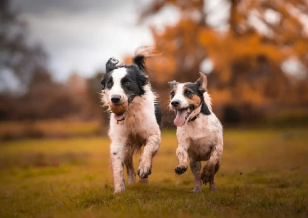 due cani corrono felici