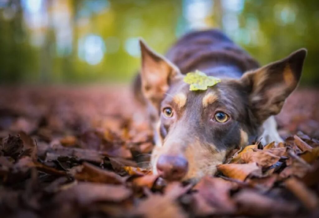 cane con foglia in testa