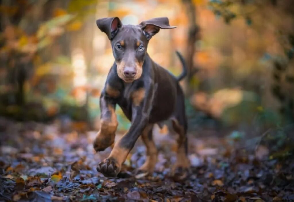 cane corre tra le foglie