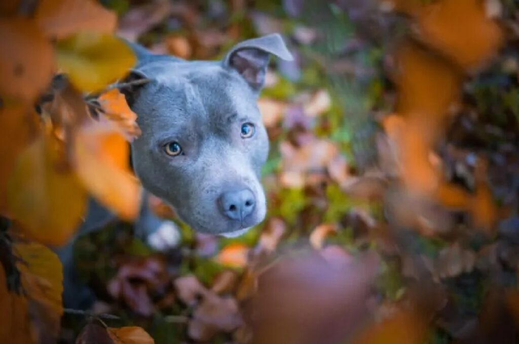 cane sguardo fisso