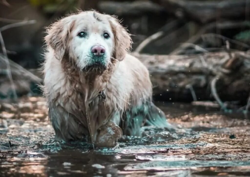 cane immerso nell'acqua salmastra