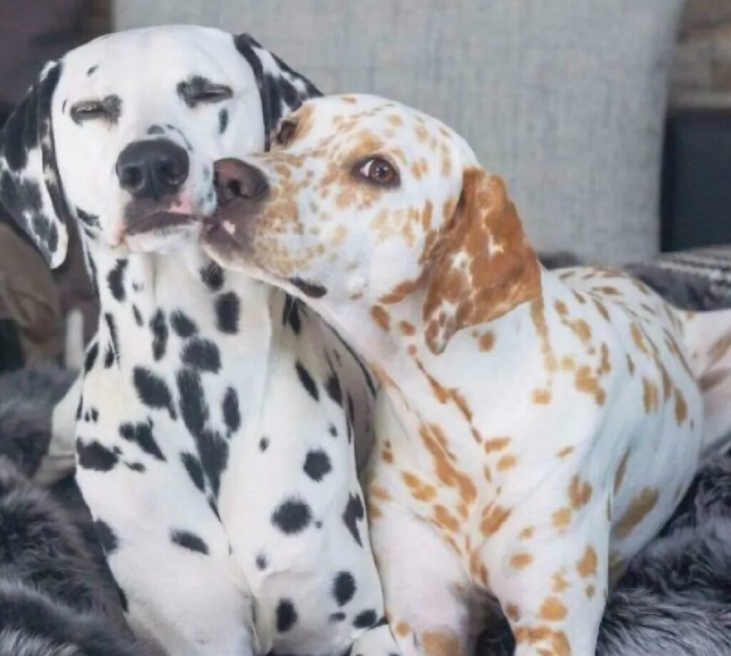 cani dalmata colori diversi