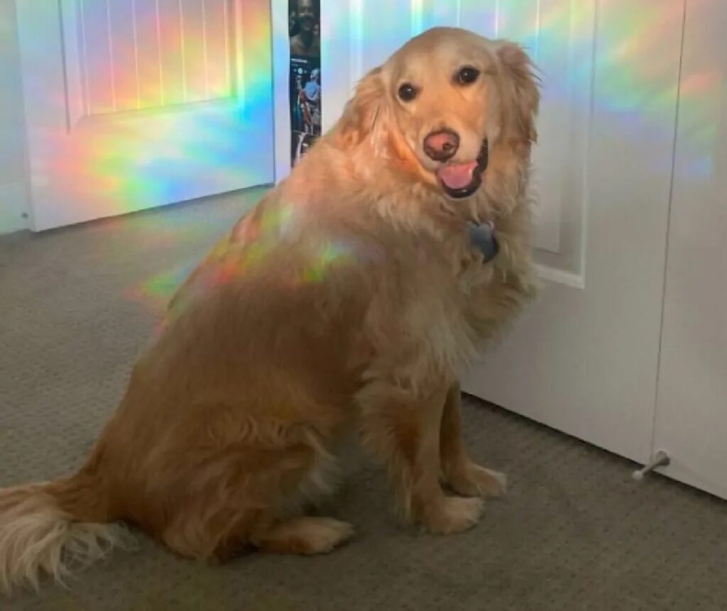 cane luce arcobaleno
