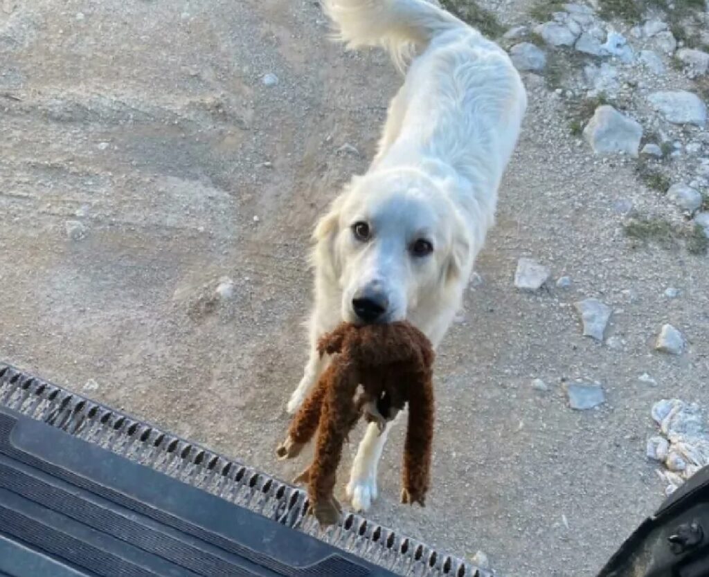 cane tiene in bocca pupazzo