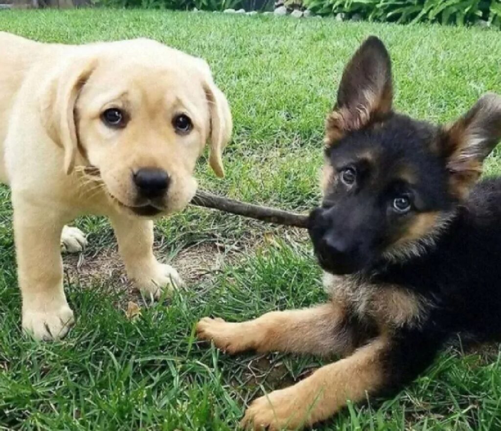 due cani giocano sul prato
