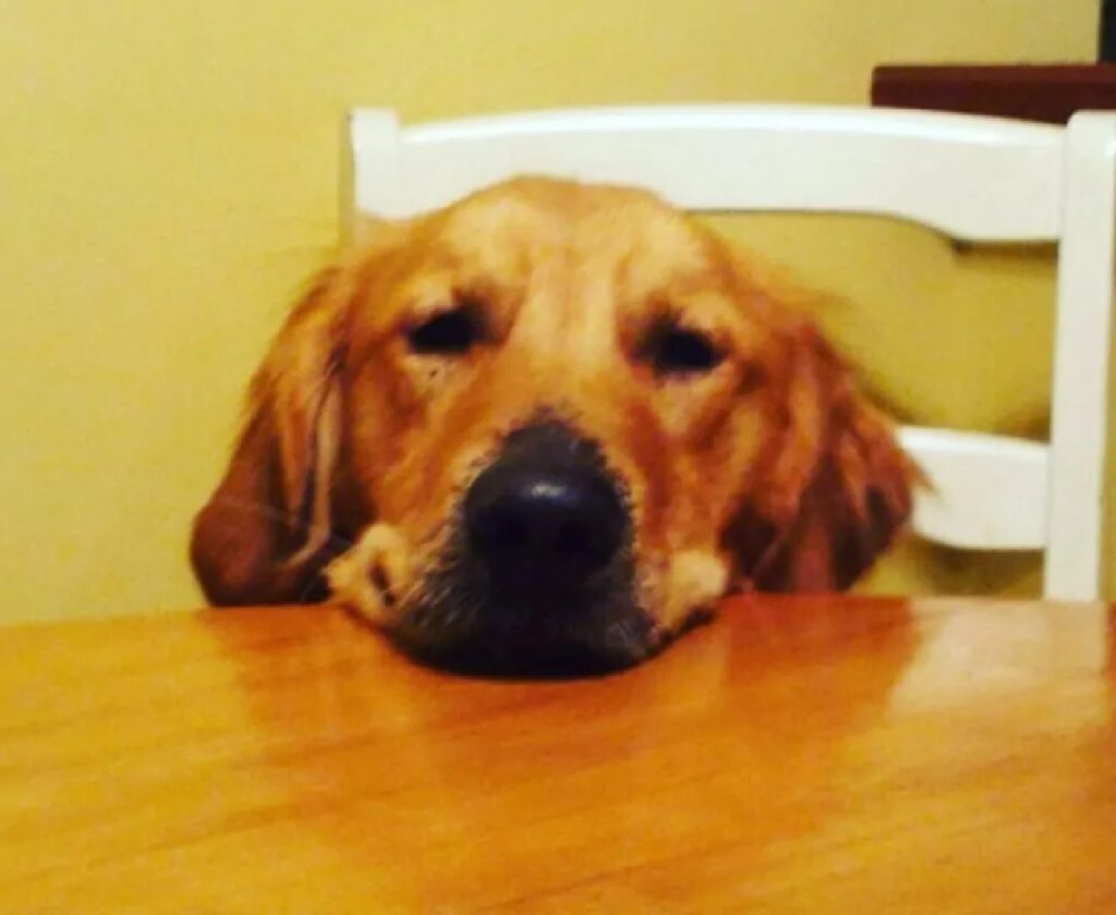 cane poggia mento sul tavolo