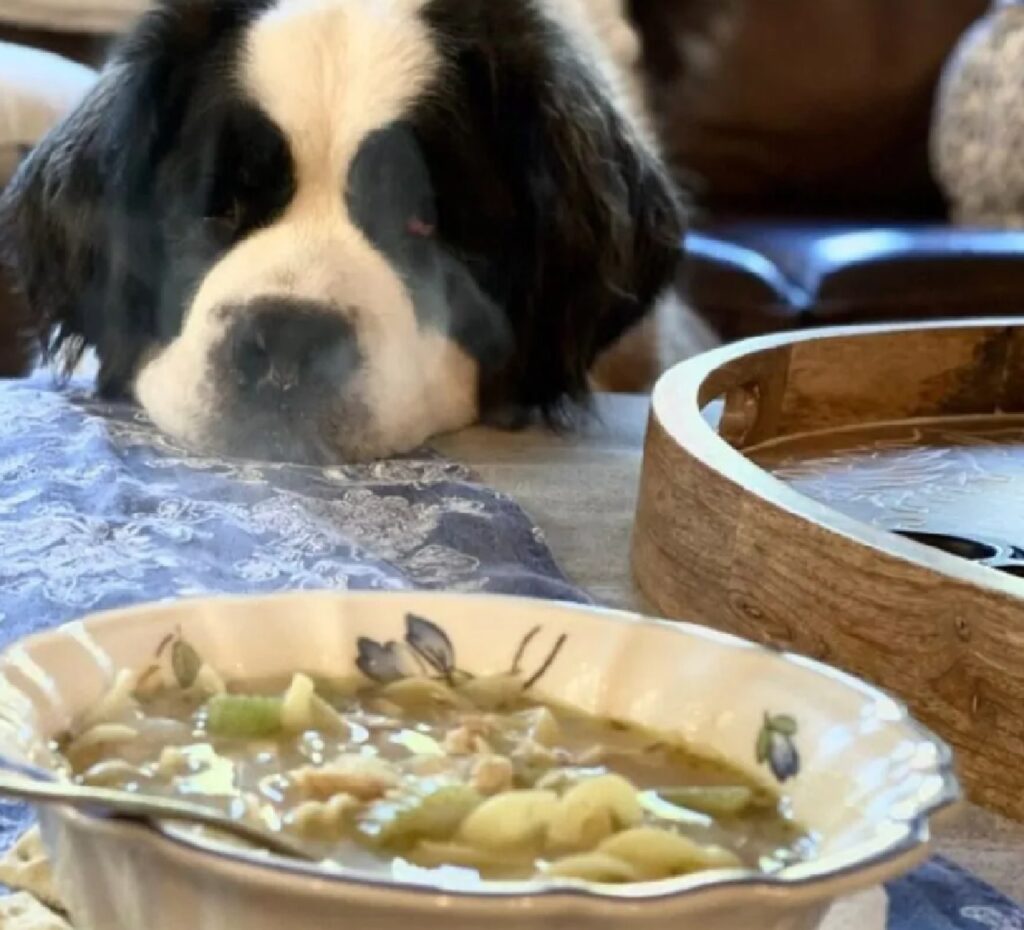 cane guarda la zuppa