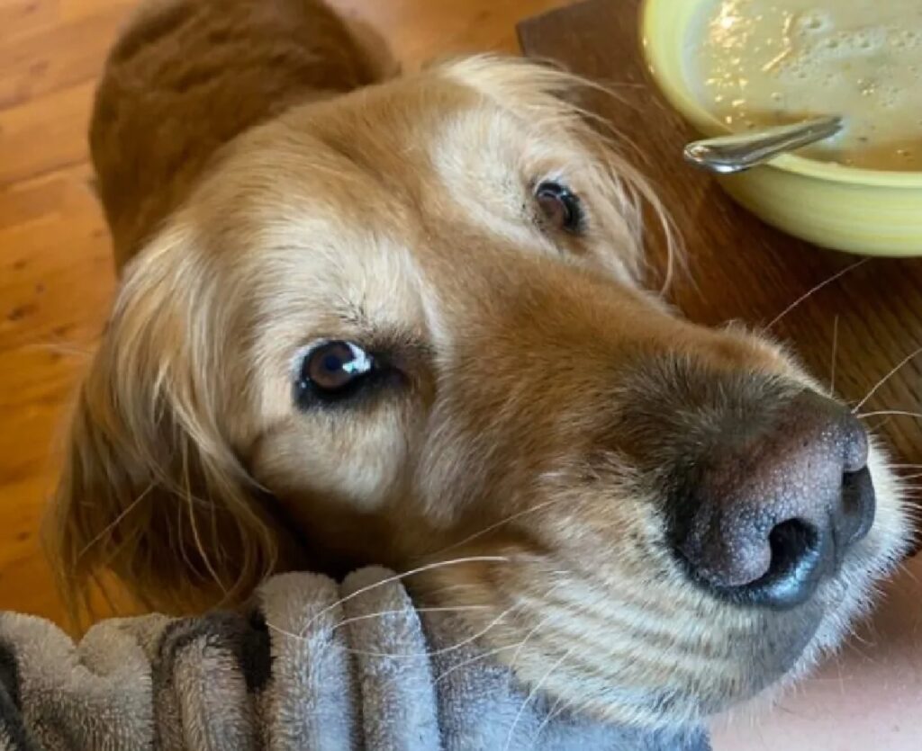 cagnolino poggia muso su braccio