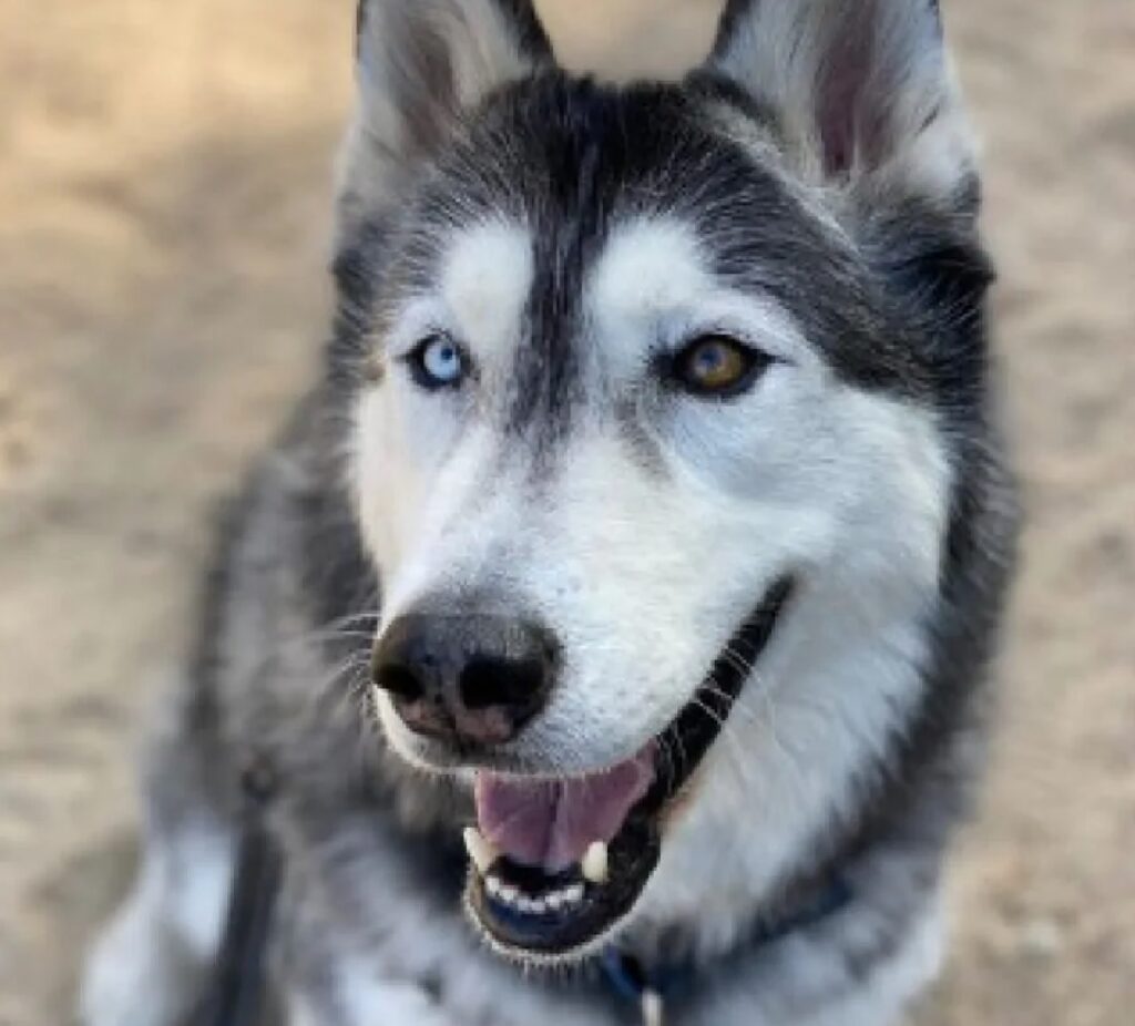 cane husky sguardo folgorante