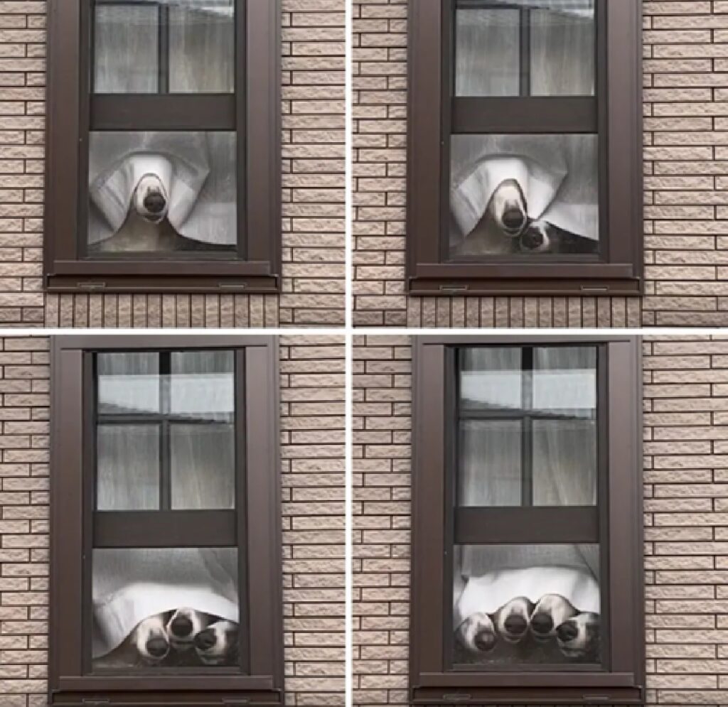 molteplici cani alla finestra