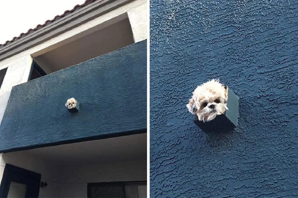 cane esce da canale scolo